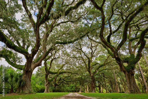 Moss-covered oak trees arching over a serene walking path in a tranquil southern outdoors during late afternoon
