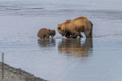 Female brown bear with cub fishing for salmon Lake Clark national park, Alaska