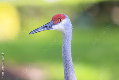 Sandhill Crane close up