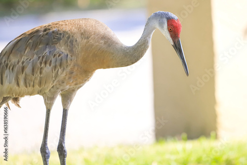 Sandhill Crane in he Yard 