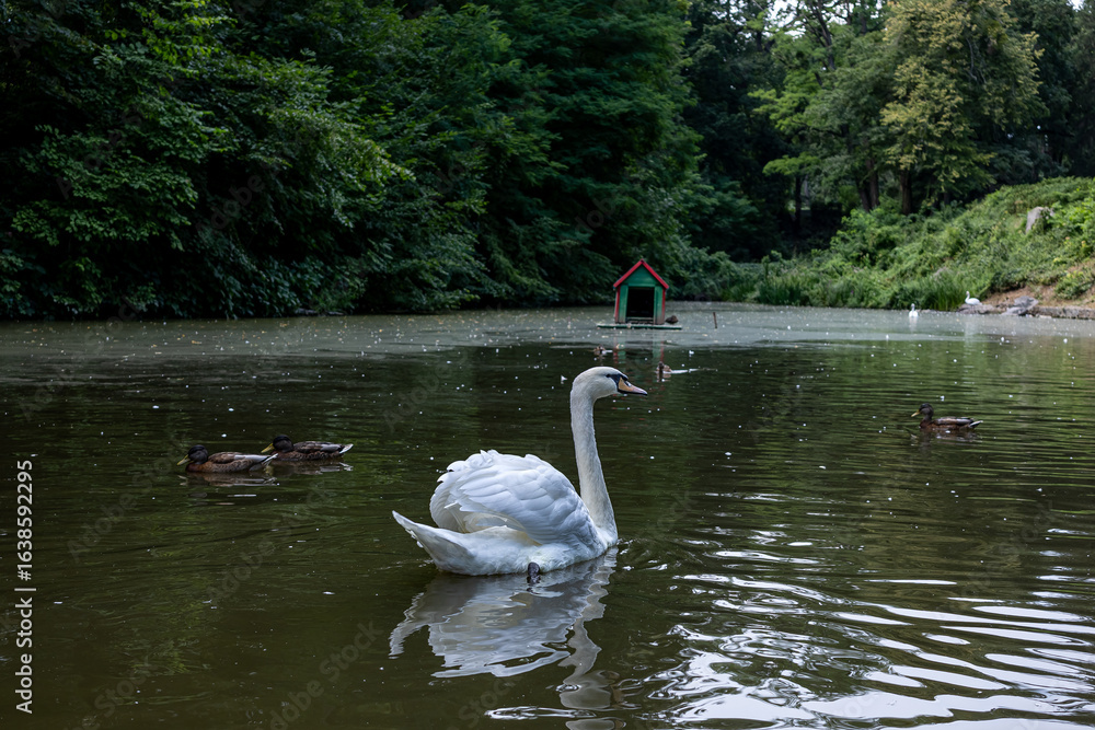 Obraz premium Graceful white swan spreading wings while standing in water on a peaceful lake with ducks in summer park