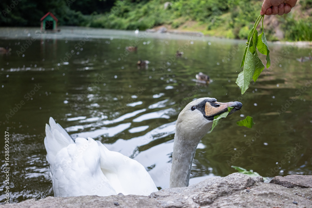 Fototapeta premium White swan eating leaves by the lake edge in a serene park setting