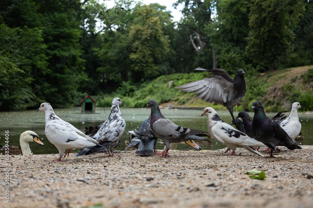 Fototapeta premium Pigeons and a swan feeding by the edge of a peaceful park pond