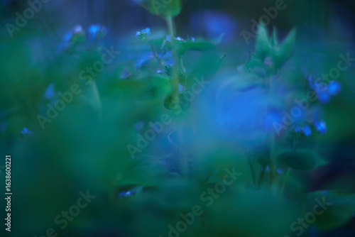 A Mysterious Blue Green Nature Background that features Soft Focus and intricate details