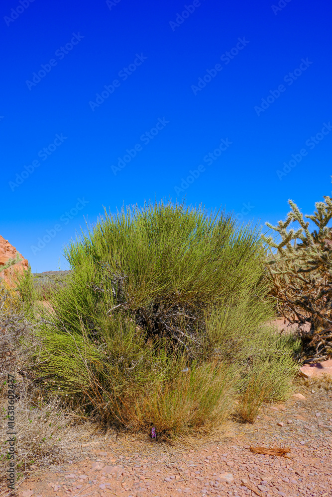 Fototapeta premium Desert vegetation and plants