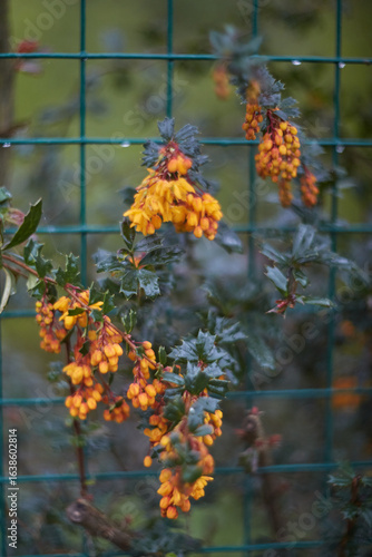 A stunning display of vibrant yellow flowers beautifully contrasts against a lush green fence