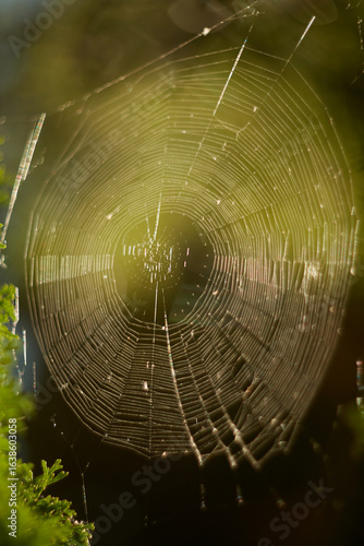 An Intricate Spider Web Glimmering in Natural Light, Showcasing Natures True Wonders and Beauty