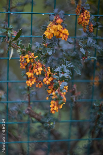 A stunning display of vibrant yellow flowers beautifully contrasts against a lush green fence