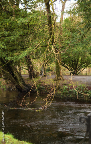 Experience a tranquil river scene with lush greenery and captivating reflections