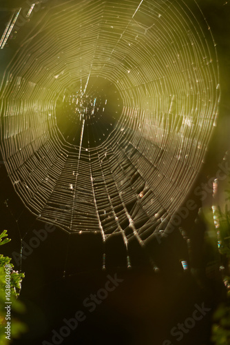 An Intricate Spider Web Glimmering in Natural Light, Showcasing Natures True Wonders and Beauty