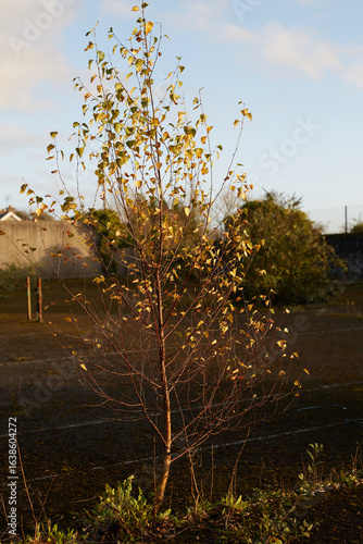 A Lonely Tree Standing Tall in an Idyllic Autumn Landscape Bathed in Soft, Gentle Light