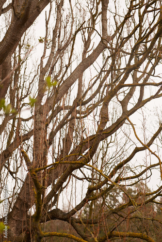 The intricate branches of a tree create a beautiful contrast against a soft, soothing background