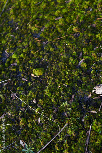 A Beautiful, Lush Green MossCovered Ground is Found Within the Vibrant Ecosystem of Nature