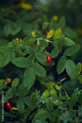 The Beautifully Vibrant Wild Rose Hips Are Surrounded by Lush, Lively Green Leaves