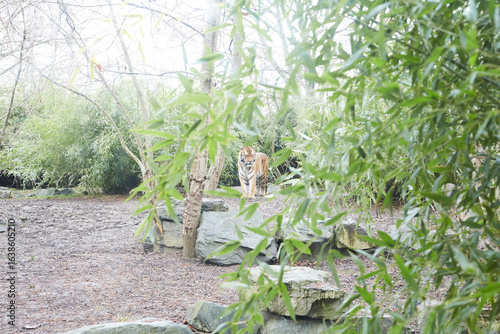 A majestic tiger in its natural habitat, surrounded by lush greenery, showcasing biodiversity
