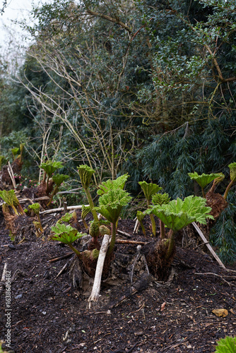Lush, vibrant, and green rhubarb leaves are beautifully emerging from the rich and fertile soil
