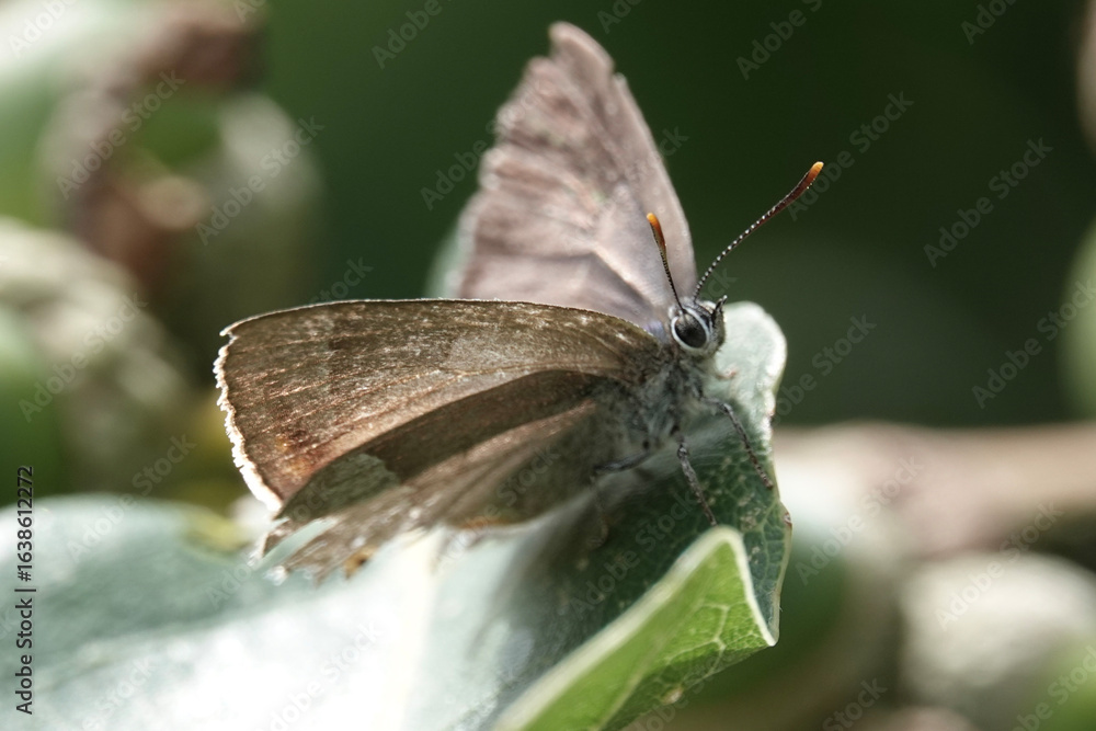 Obraz premium Purple Hairstreak butterfly (Favonius quercus) in the British countryside