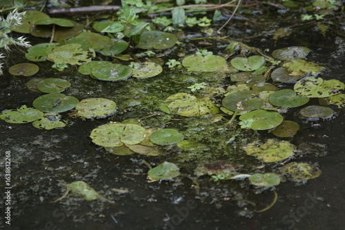 Leaves of Frogbit (Hydrocharis morsus-ranae) growing in a pond