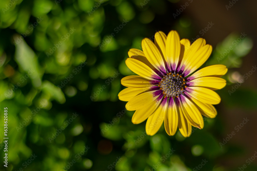 Obraz premium Selective focus of yellow Cape marguerite in garden with green leaves, Spaanse margriet flowers with purple pollen, Dimorphotheca ecklonis or Osteospermum is an ornamental plant, Natural background.