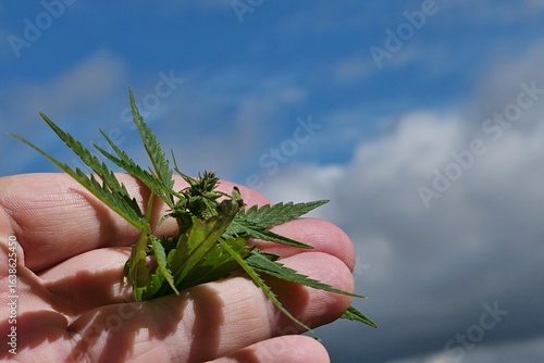 Leaves and evolving flowers and cones young female hemp plant, latin name Cannabis Sativa, held in palm of adult male person, sky with emerging clouds in background. 