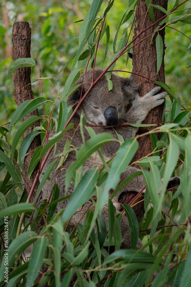 Obraz premium Koala sleeping in a tree