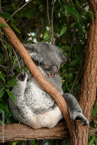 Canvas Print koala on tree