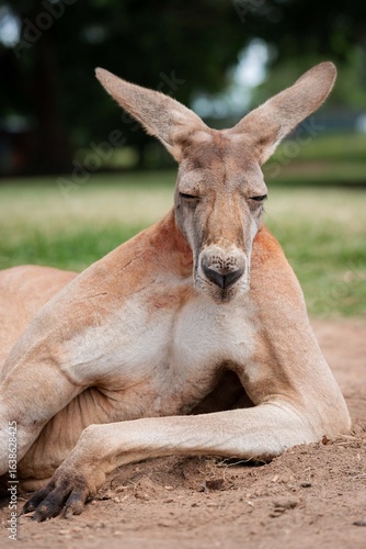 kangaroo in the zoo