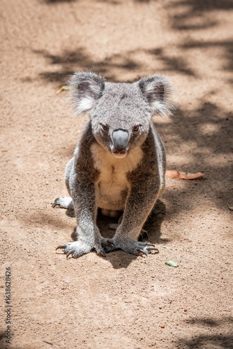 Koala