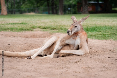 Australian Kangaroo