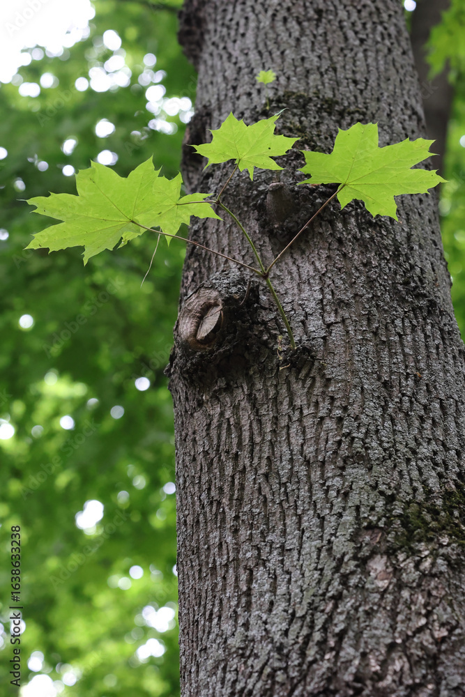 Obraz premium A Small Branch With New Bright Green Maple Leaves Sprouting Directly From An Old Tree Trunk. Concept Of Rebirth, New Life And Nature's Resilience. Vertical.