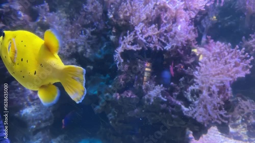 A stunning underwater close-up of a vibrant yellow pufferfish with black spots, swimming in an aquarium. The fish is the main focus, with colorful coral and other marine life blurred in the background