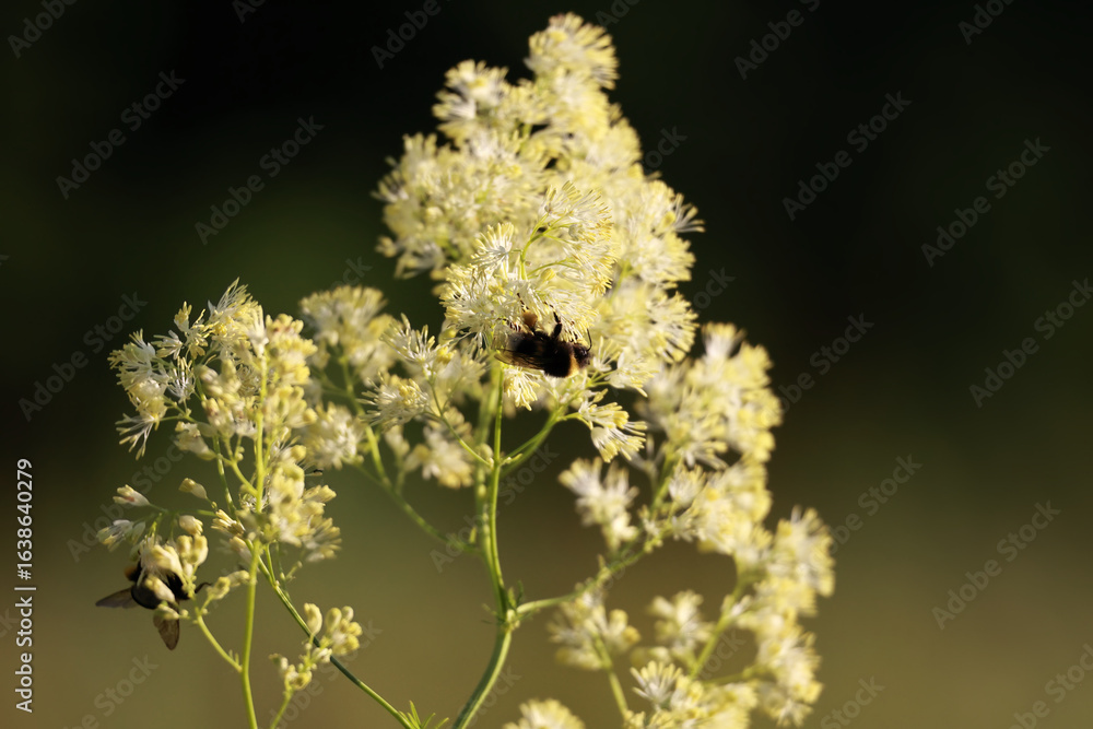 Φωτογραφία Two Bumblebees (Bombus) Pollinating Small White Fluffy Flowers Of Meadowsweet (Filipendula) Against A Dark Background