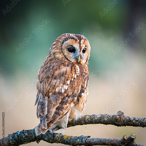 Tawny owl perched on a branch watching for game
