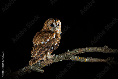 Foto Tawny owl perched on a branch watching for game
