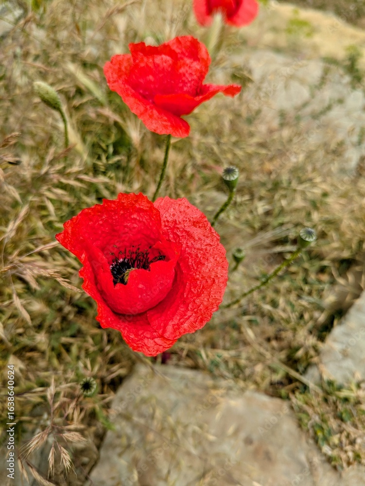 Obraz premium Vivid red poppies blooming in a serene natural grassy meadow setting