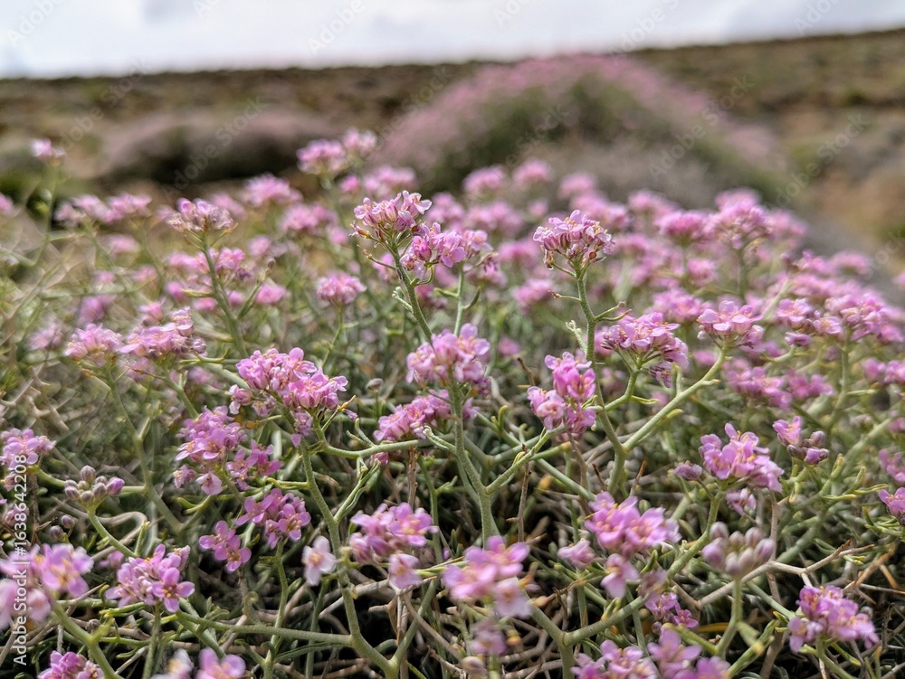 Obraz premium Vibrant pink flowers blooming in the Zaouiat Ahansal mountain landscape