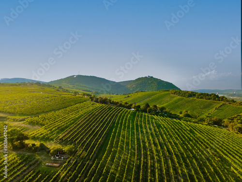 An aerial panorama of Vienna Nussdorf with vineyards rows in summer