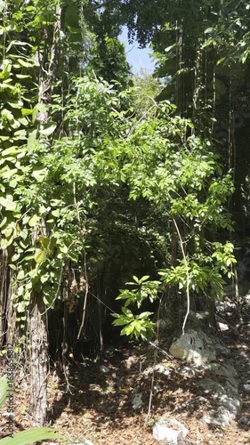 Lush Tropical Jungle Canopy with Hanging Vines