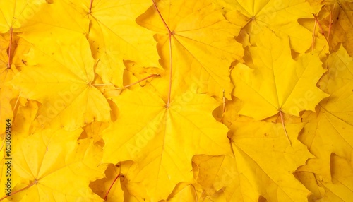 Wallpaper Mural Golden Maple Leaves Autumn Ground. Torontodigital.ca