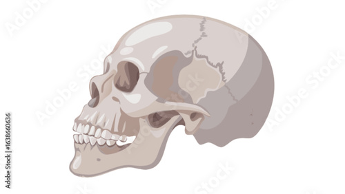 Skull anatomy illustration human head skeleton halloween medical diagram bone structure science art drawing