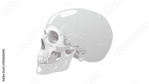 Anatomical skull illustration for medical study and skeletal system reference material in white color scheme