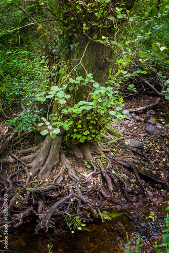The Aff River’s, Forest of Broceliande, France