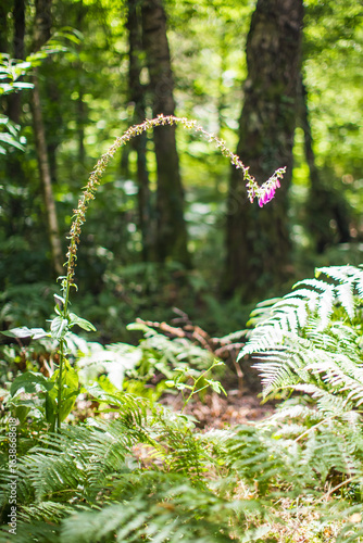 The Aff River’s, Forest of Broceliande, France