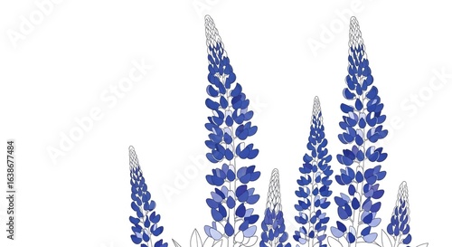 A cluster of tall, slender blue lupine flowers with white tips against a white background.