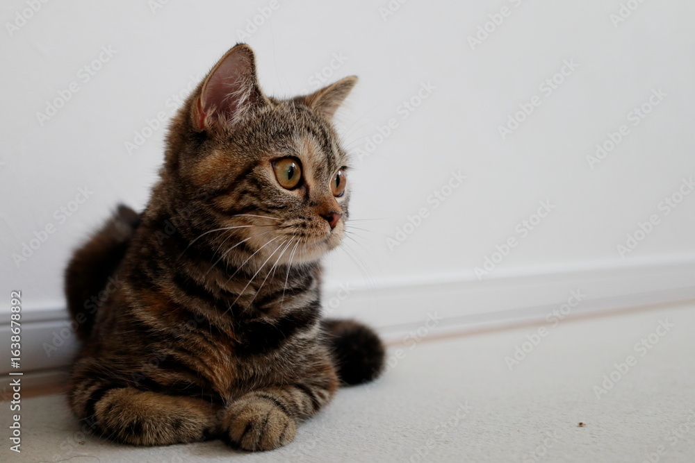 Obraz premium 見つめる猫