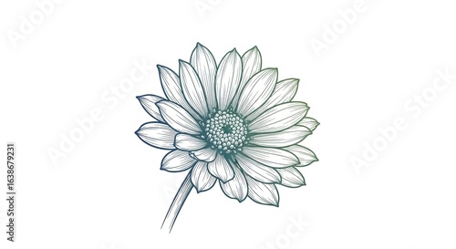 A beautiful hand-drawn illustration of a single daisy flower with detailed petals and a subtle teal gradient.