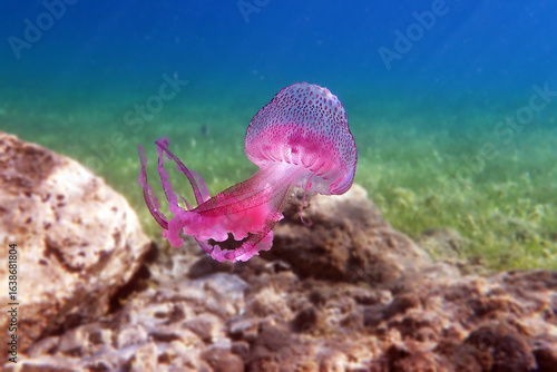 Mauve Stinger Purple Jellyfish - (Pelagia noctiluca)