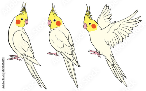 オカメインコイラスト（ルチノー）3セット