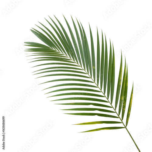 Tropical green palm leaf foliage plant botanical nature greenery design element isolated on transparent background 