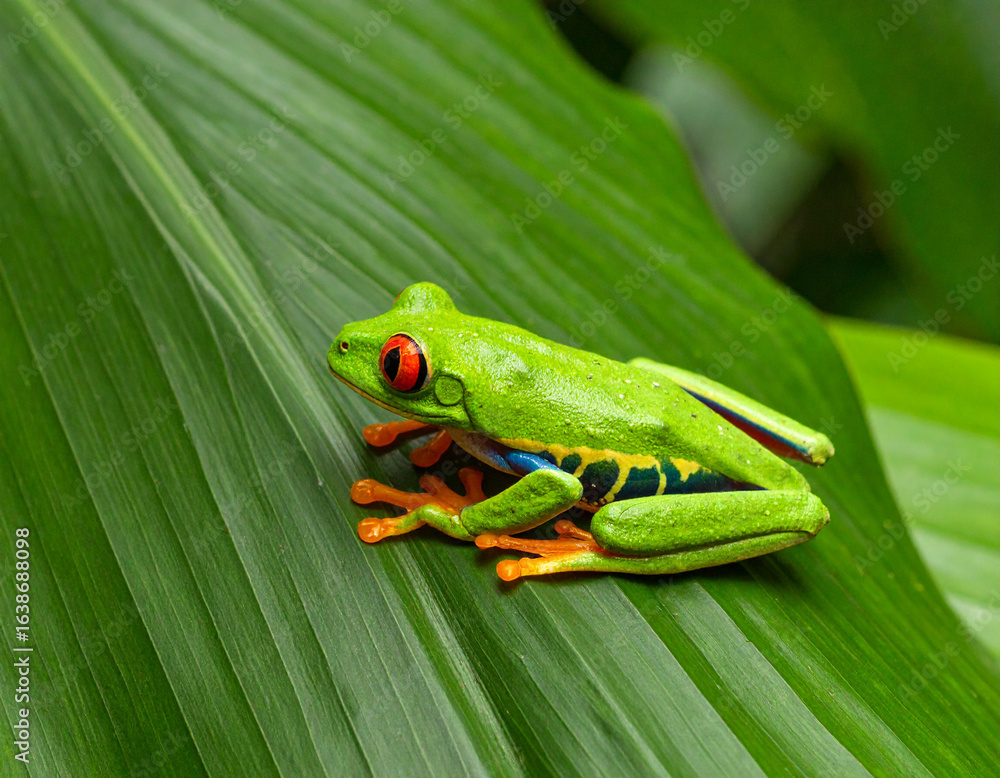 Naklejka premium Vibrant Red Eyed Tree Frog on Lush Green Leaf